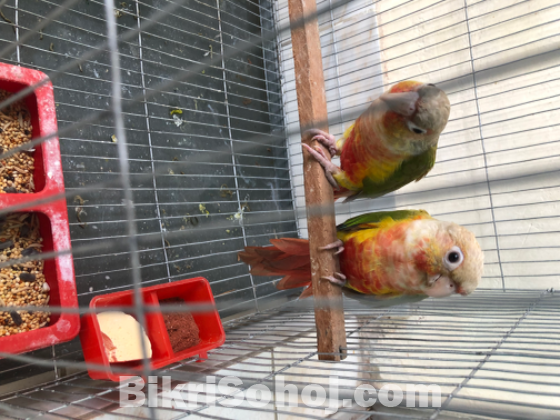 1pair pineapple conure double red factor (running pair)